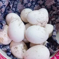 تخم مرغ غاز|خوردنی و آشامیدنی|جلین, |دیوار