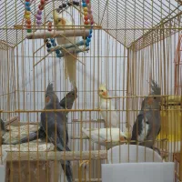 عروس هلندی|پرنده|رشت, لاکان|دیوار