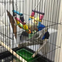 جوجه عروس هلندی