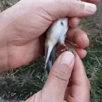 سهره دورگ|پرنده|ارسنجان, |دیوار