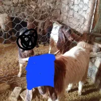 1راس تکه درازگوش جنس عالی