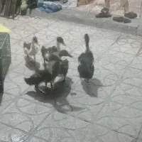 جوجه رنگی جوجه محلی جوجه اوردک وغاز موجود است|حیوانات مزرعه|شیراز, پانصد دستگاه ارتش|دیوار