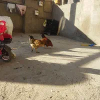 خروس جوان گوشتی|حیوانات مزرعه|سراب, |دیوار