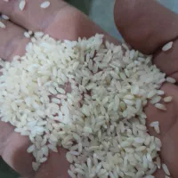 انواع برنج هندی و پاکستانی|عمدهفروشی|شادگان, |دیوار