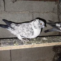 فروشی|پرنده|خانمیرزا, |دیوار