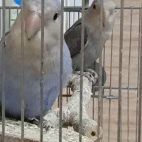 طوطی برزیلی معاوضه با پرنده|پرنده|سنندج, |دیوار