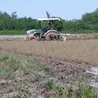 فروش ۳هزار بیجار بقیمت یک کیلو برنج