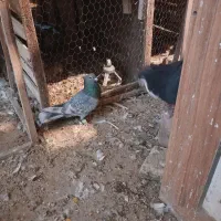 کبوتر رنگی|پرنده|سبزوار, جهاد کشاورزی|دیوار