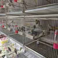 مرغ عشق|پرنده|بیرجند, |دیوار