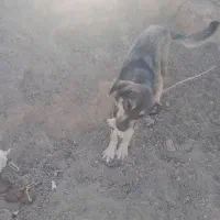 سگ گله معاوضه با گوسفند