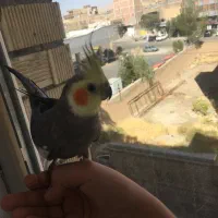یک جفت عروس هلندی فول رام معاوضه با گرینچیک
