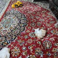 یه جفت فرش ۱۲ متری سالم فروش فوری|فرش|مشهد, نوده|دیوار