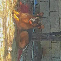 فروشی ژرمن شپرد ماده چهارونیم ساله