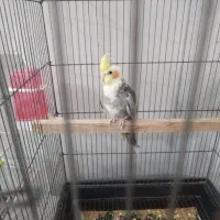 عروس هلندی نر