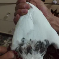 گم دوتاکفترنریکی کاکلی