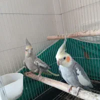 جفت عروس پاریس مولد|پرنده|کوهدشت, |دیوار