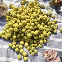 به اعلا درجه یک|عمده‌فروشی|شاهین دژ, |دیوار