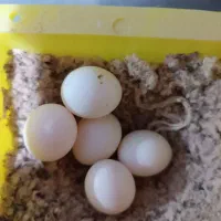 تخم عروس هلندی