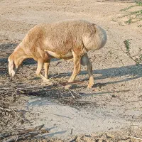 فروش دو راس قوچ چینی و دوبهرترکی جوان.