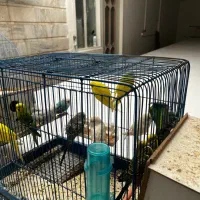 مرغ عشق|پرنده|قم, هفت تیر|دیوار