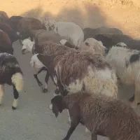 میش فروشی