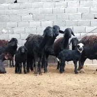 فروش ۹راس‌میش‌ افشاری کاوره‌زایدواوست