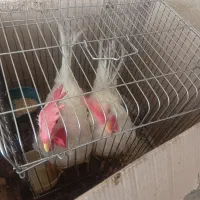 خروس ماشینی 5 یا6 ماهه