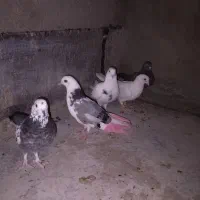 5 عدد کفتر
