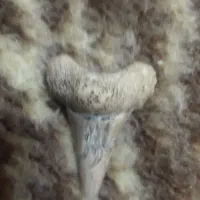 دندان ببروتعدادی حلزون سنگی