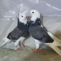 کفتر کبوتر ابلغ طوقی هما سرور زردی و قرمزی