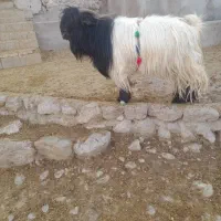 بهده روزگاری|حیوانات مزرعه|ایذه, |دیوار