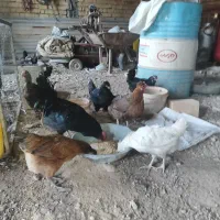 مرغ و خروس گلین|حیوانات مزرعه|شیراز, گچی|دیوار