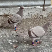 ۲جفت جوجه‌پلاکی‌مسافتی