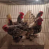 فروش خروس سبرایت مینیاتوری