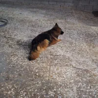 فروش ژرمن|سگ|شیراز, زرهی|دیوار