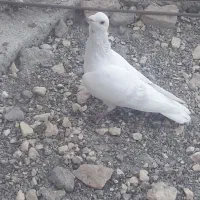 کفتر نر مصری|پرنده|بیرجند, |دیوار
