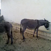 فروش الاغ ماده