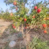 باغ|فروش دفتر صنعتی، کشاورزی، تجاری|قم, کلهری|دیوار