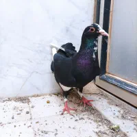 پلنگ نر و دوتا جوجه