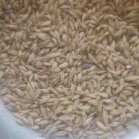 جوو محلی درجه یک شرطی