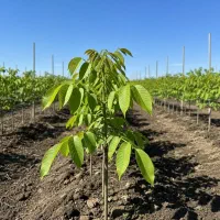 نهال گردو،هدفی مطمئن برای سرمایه‌گذاری بلندمدت|گل و گیاه طبیعی|آستانه اشرفیه, |دیوار
