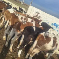 حیوانات مزرعه