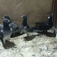 کفتر مسافتی پلاکی|پرنده|قم, انسجام|دیوار