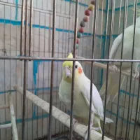 یک جفت عروس هلندی|پرنده|اردکان, |دیوار