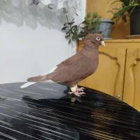 کبوتر سرخ دم سفید ماده|پرنده|اصفهان, هفتون|دیوار
