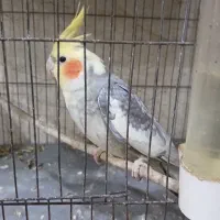 عروس هلندی
