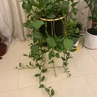 گل و گیاه طبیعی|گل و گیاه طبیعی|تهران, ارم|دیوار