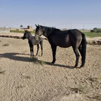 اسب و کره اسب|اسب و تجهیزات اسب‌سواری|سبزوار, ابارش|دیوار