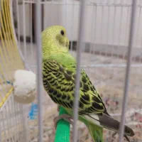 مرغ عشق دستی