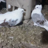 دو کت